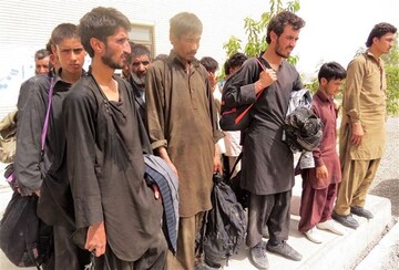 نارضایتی کشاورزان دیر از جمع‌آوری کارگران افغان در فصل برداشت گوجه‌فرنگی