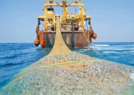 صید ترال صنعتی در هرمزگان ممنوع؛ ذخایر دریا در بوشهر در خطر نابودی