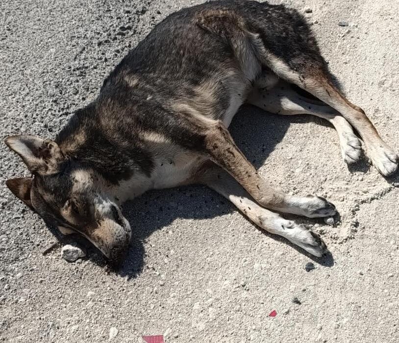 تلف شدن یک گرگ در جاده کمربندی دیّر؛ نگرانی شهروندان از نزدیکشدن گرگها به مناطق مسکونی