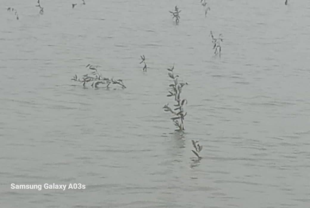 فاز نخست کاشت حرا در ۳۷ هکتار؛ ۱۵۰ هکتار از سواحل بردخون تا پایان سال زیر پوشش حرا میرود