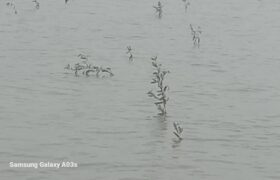 فاز نخست کاشت حرا در ۳۷ هکتار؛ ۱۵۰ هکتار از سواحل بردخون تا پایان سال زیر پوشش حرا می‌رود