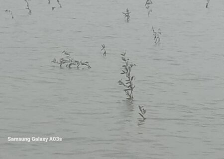 فاز نخست کاشت حرا در ۳۷ هکتار؛ ۱۵۰ هکتار از سواحل بردخون تا پایان سال زیر پوشش حرا می‌رود
