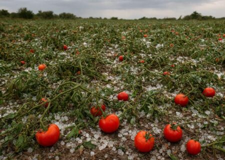 تگرگ، گوجه‌فرنگی و زندان؛ کشاورزان بردخون زیر بار خسارتی که دولت باید بپردازد