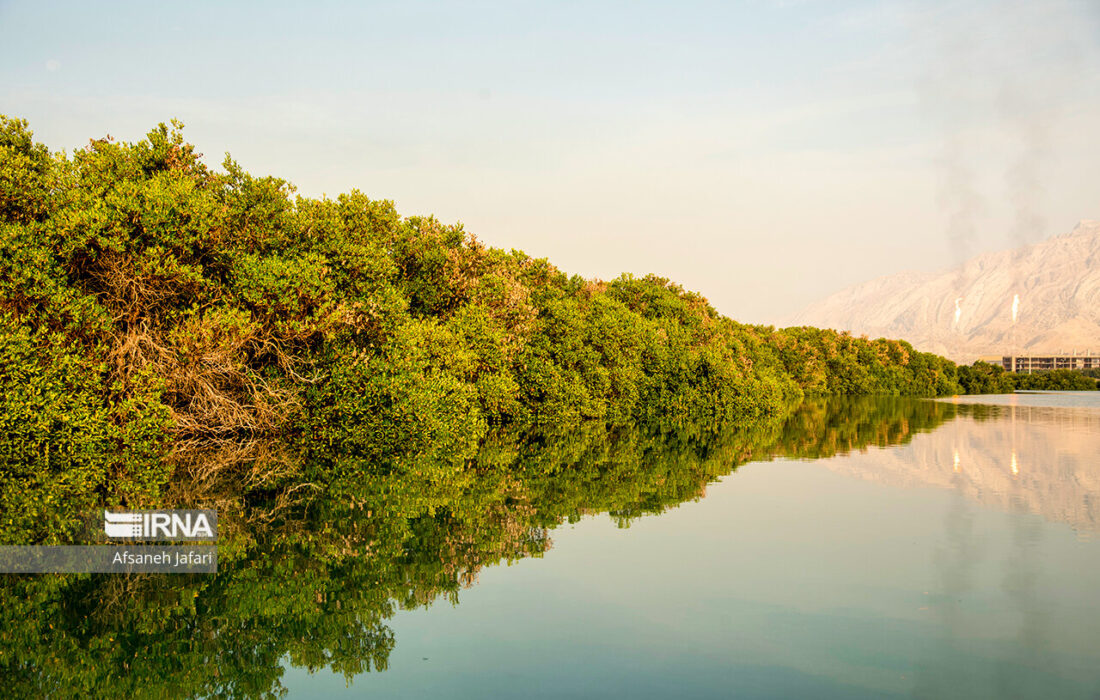 عملکرد تحسین برانگیز شرکت پتروشیمی نوری با کاشت ۴۶۲۰۰ اصله نهال حرا در ۴۲ هکتار اراضی منطقه