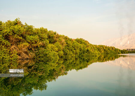 عملکرد تحسین برانگیز شرکت پتروشیمی نوری با کاشت ۴۶۲۰۰ اصله نهال حرا در ۴۲ هکتار اراضی منطقه
